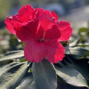 Rhododendron