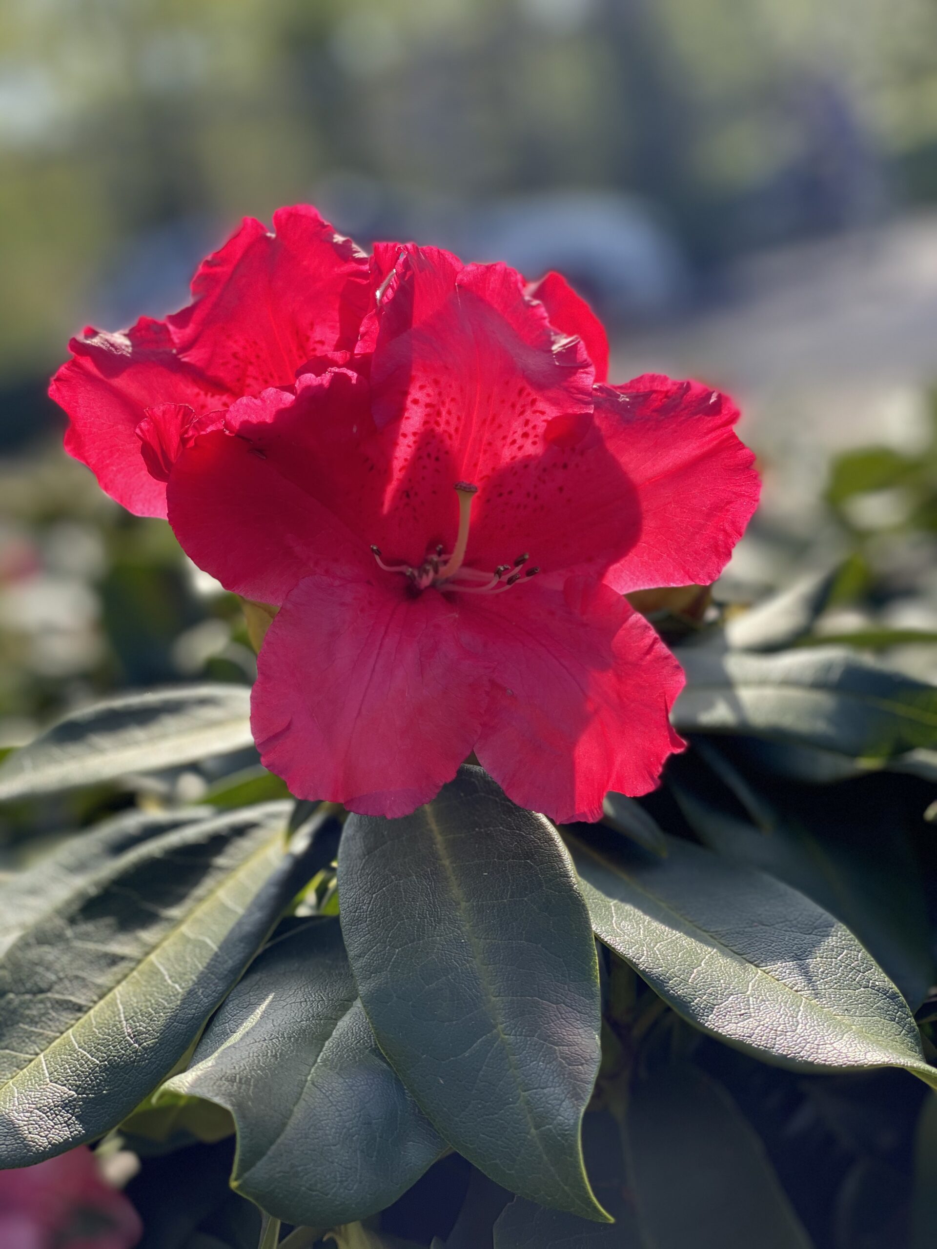 Rhododendron