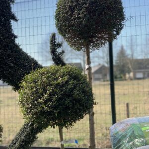 Ligustrum Jonandrum Bol op stam 200 cm