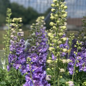 Delphinium Delgenius Shelby
