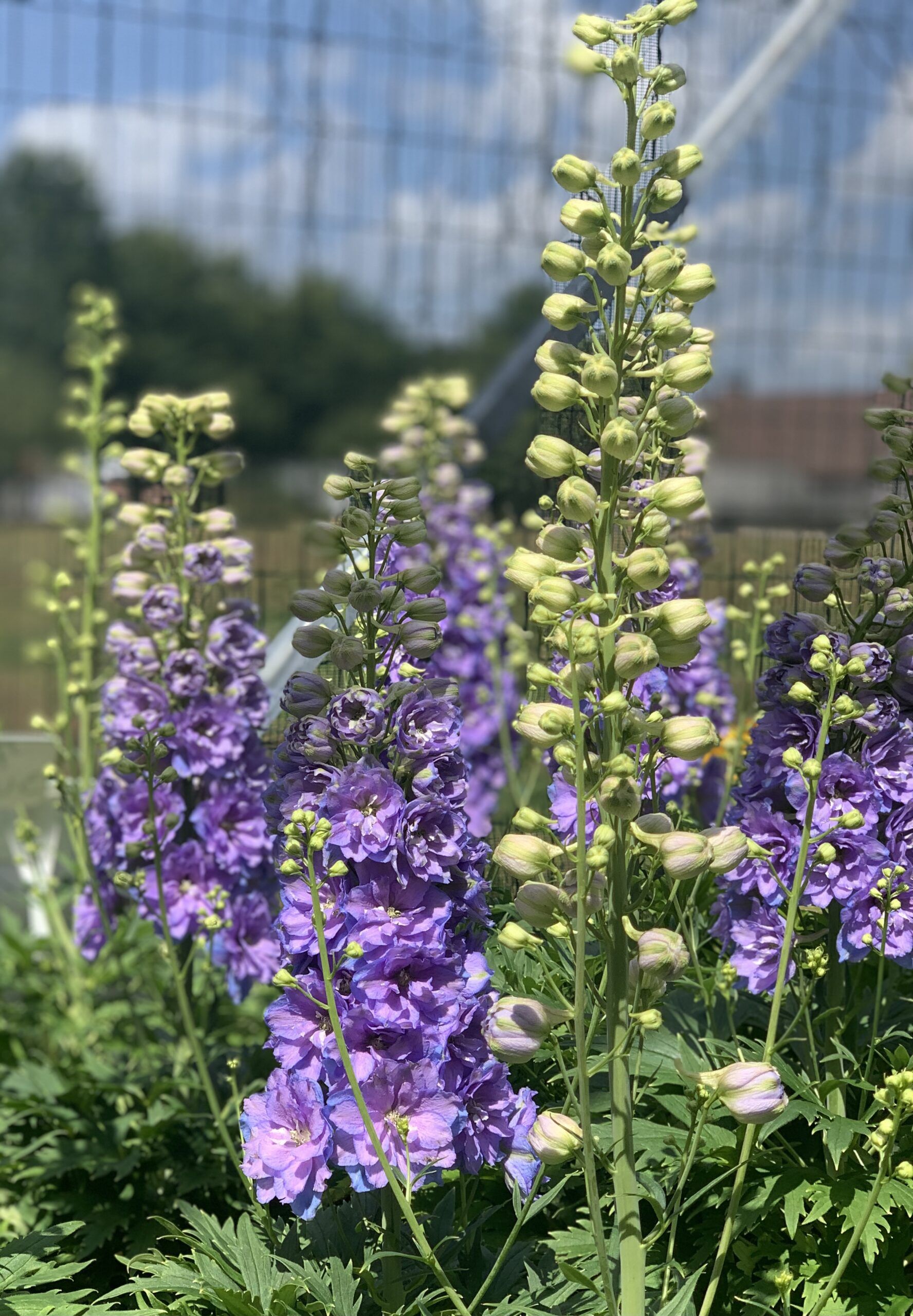 Delphinium Delgenius Shelby