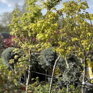 Acer Palmatum Summergold 200cm