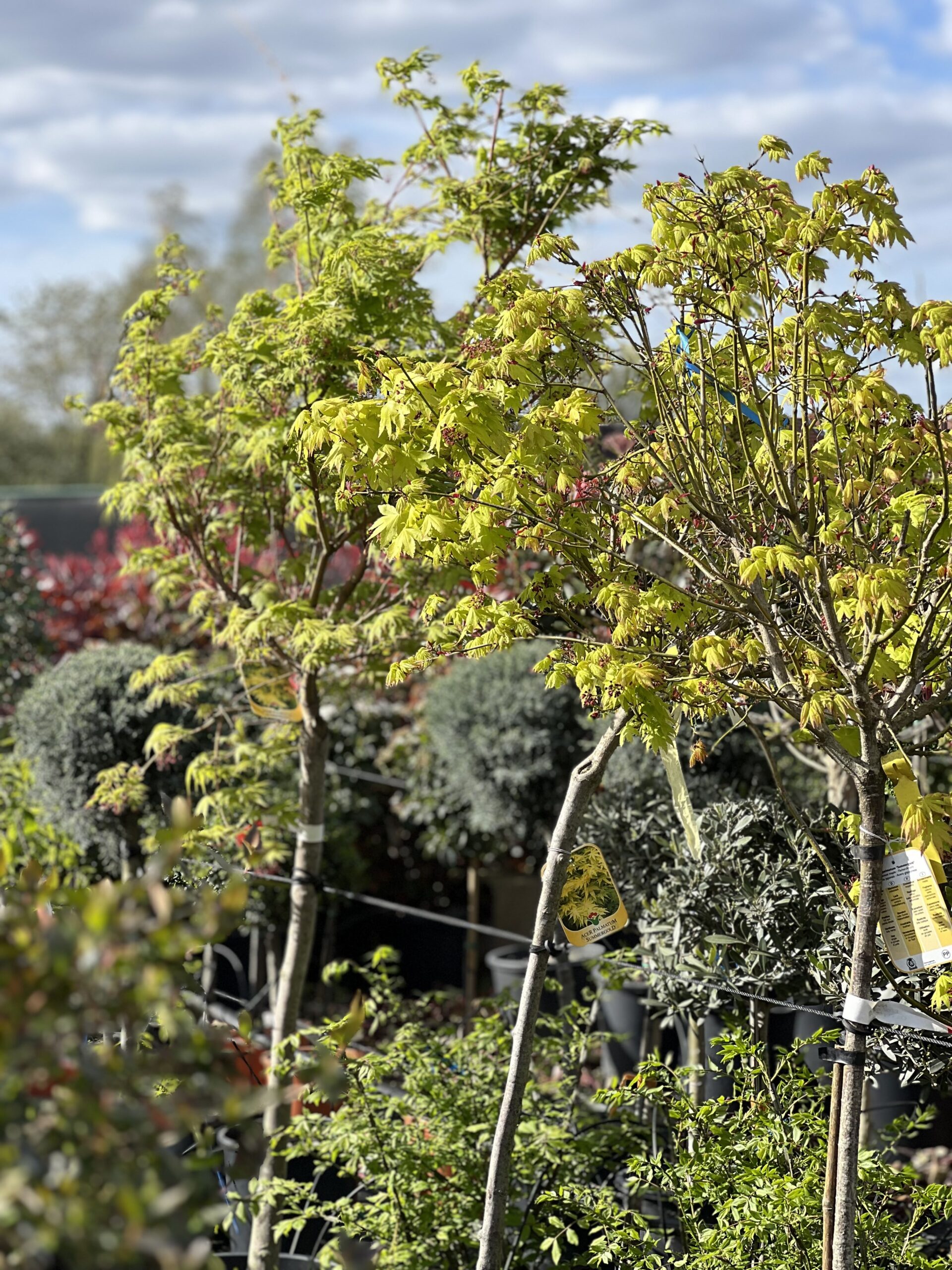 Acer Palmatum Summergold 200cm