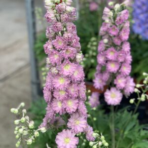Delphinium Delgenius Juliette
