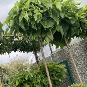 Catalpa bignonioides Nana - 325 cm
