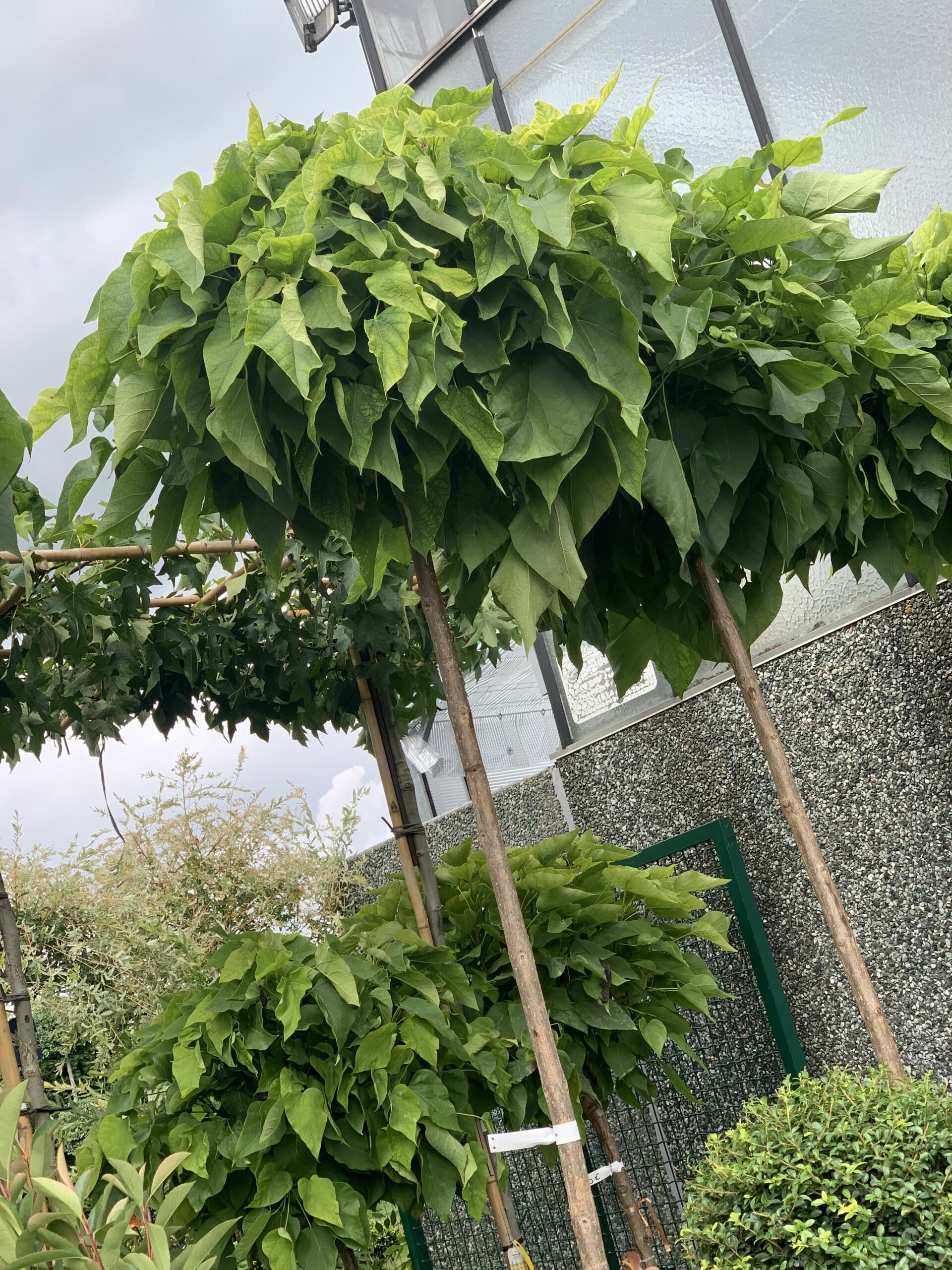 Catalpa bignonioides Nana - 325 cm
