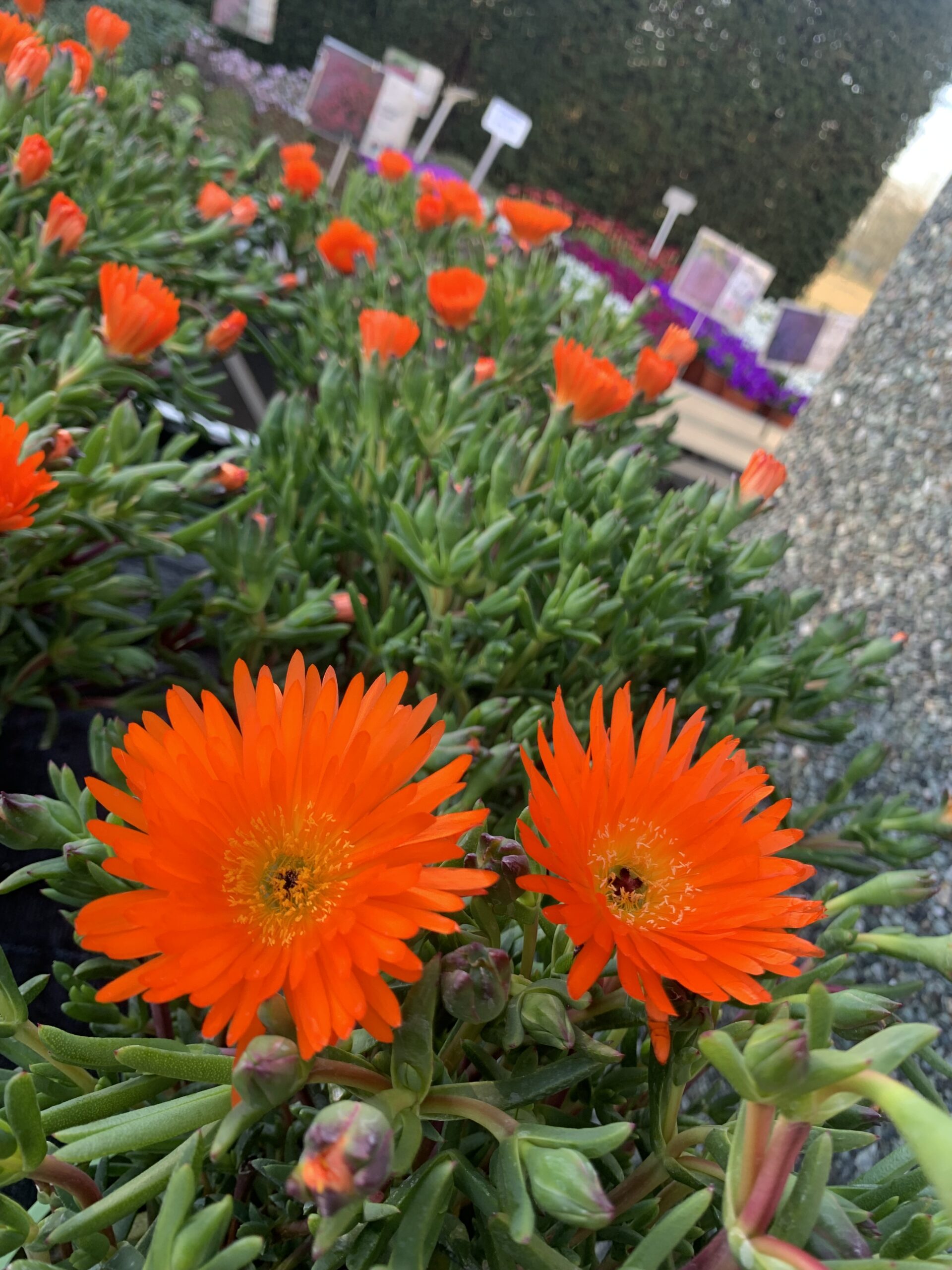 Mesembryanthemum - Mesebriantemo pot 17 - Image 2