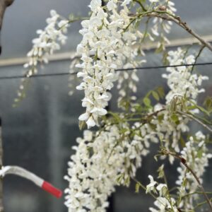 Wisteria Floribunda Longissima Alba 275cm