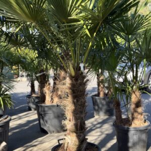 Trachycarpus Fortunei - Winterharde palmboom stam 95cm