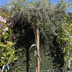 Wisteria Chinensis Profilic op platform 220cm