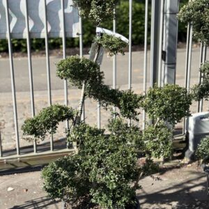 Ilex Crenata Kinme Bonsai 130cm