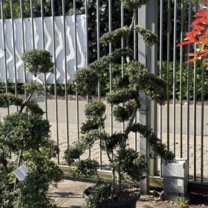 Ilex Crenata Kinme Bonsai 190cm