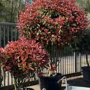 Photinia Red Robin - Glansmispel Meerstammige boom 250cm