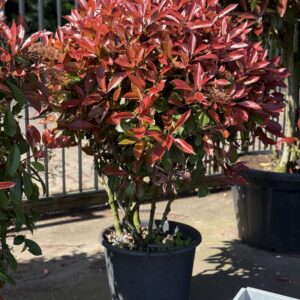 Photinia Red Robin - Glansmispel meerstammige struik 150cm