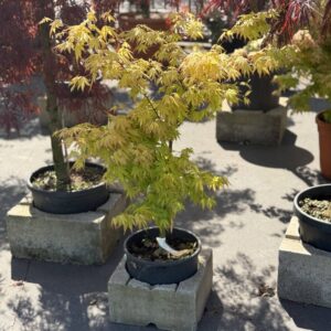 Acer Palmatum Orange Dream struik 100cm