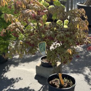 Acer Palmatum Osakazuki op struik