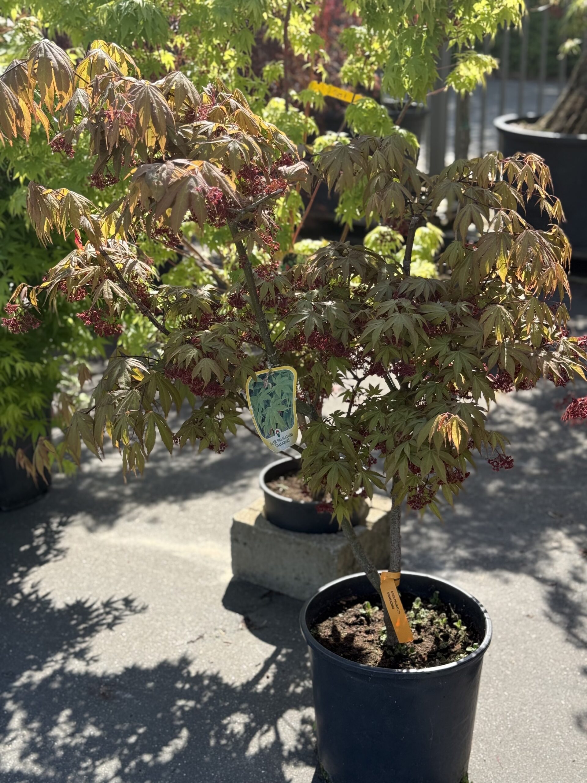 Acer Palmatum Osakazuki op struik