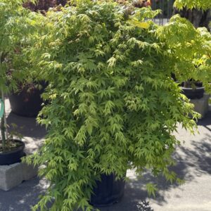 Acer Palmatum Ryusen 130cm