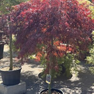Acer Palmatum Dissectum Crimson Queen - Japanse esdoorn 160cm
