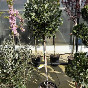 Feijoa Sellowiana - Ananasguave op stam 175cm