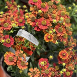 Helenium - Zonnekruid
