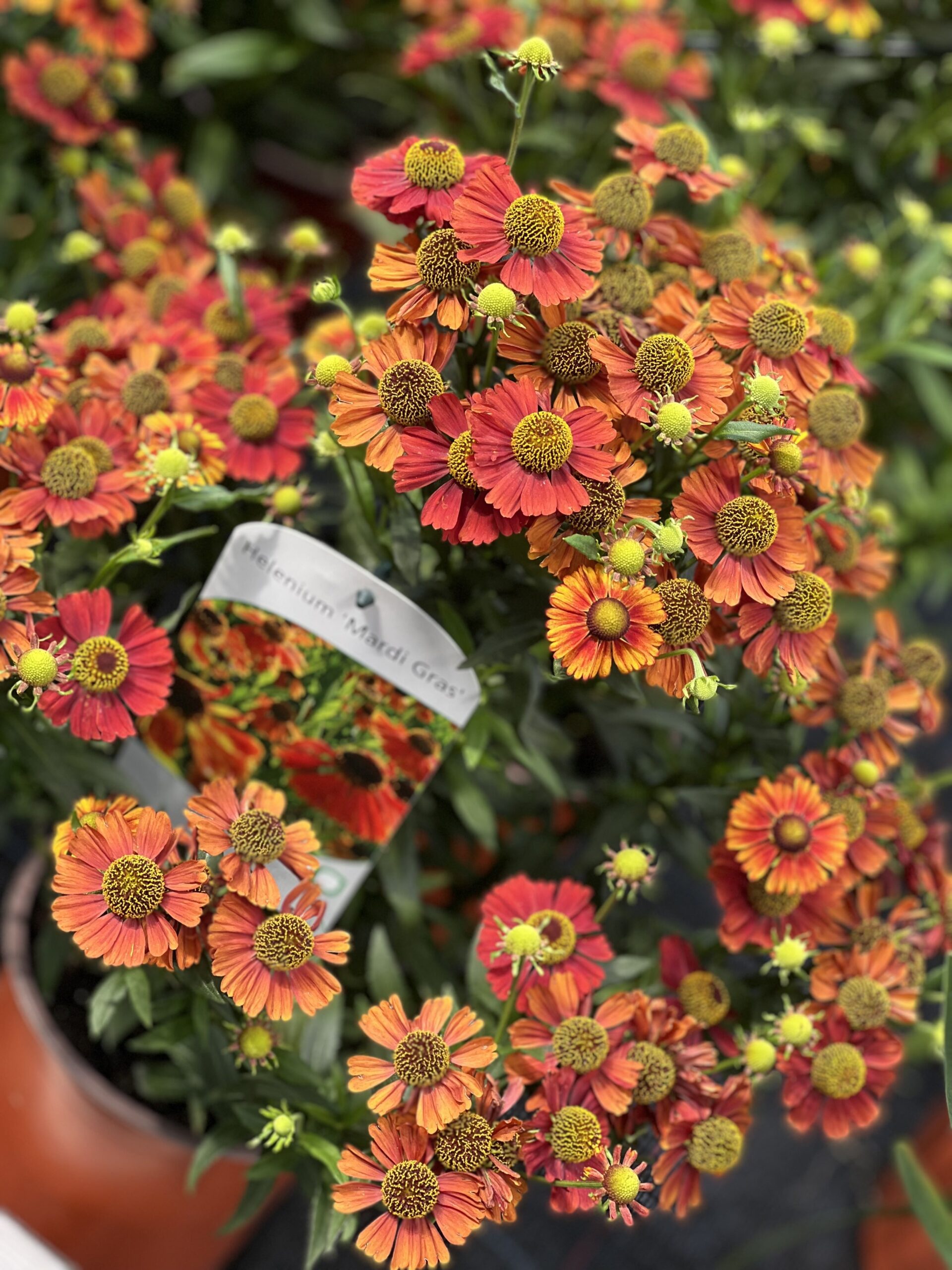 Helenium - Zonnekruid