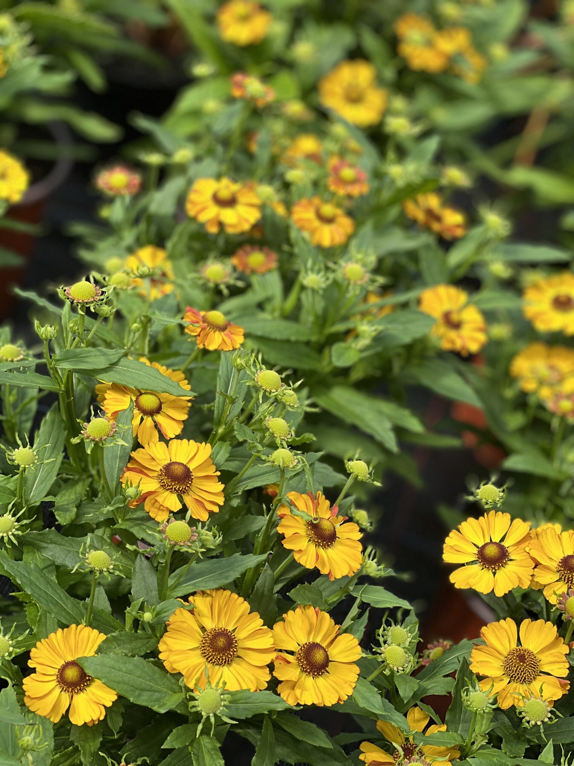 Helenium - Zonnekruid - Image 2