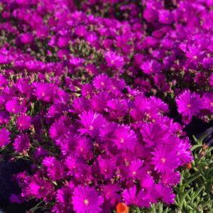 Mesembryanthemum - Mesebriantemo pot 17