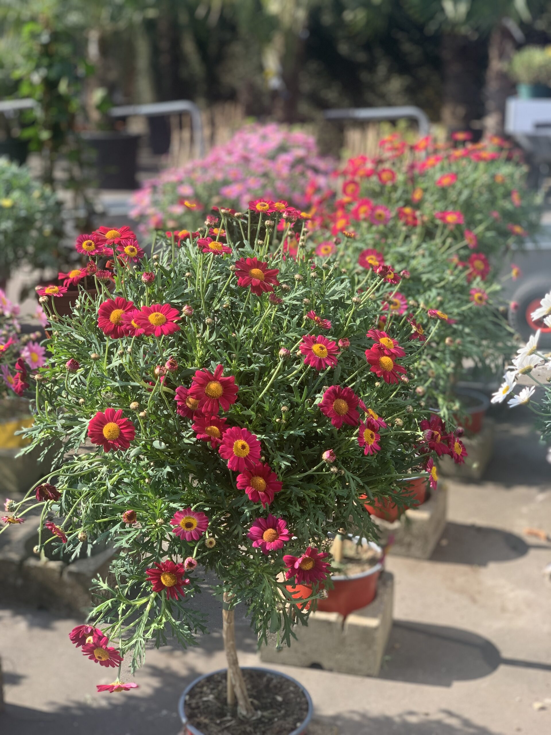 Argyranthemum Frutescens - margriet op stam - Image 3