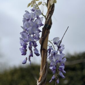 Wisteria sinensis Profilic 275cm