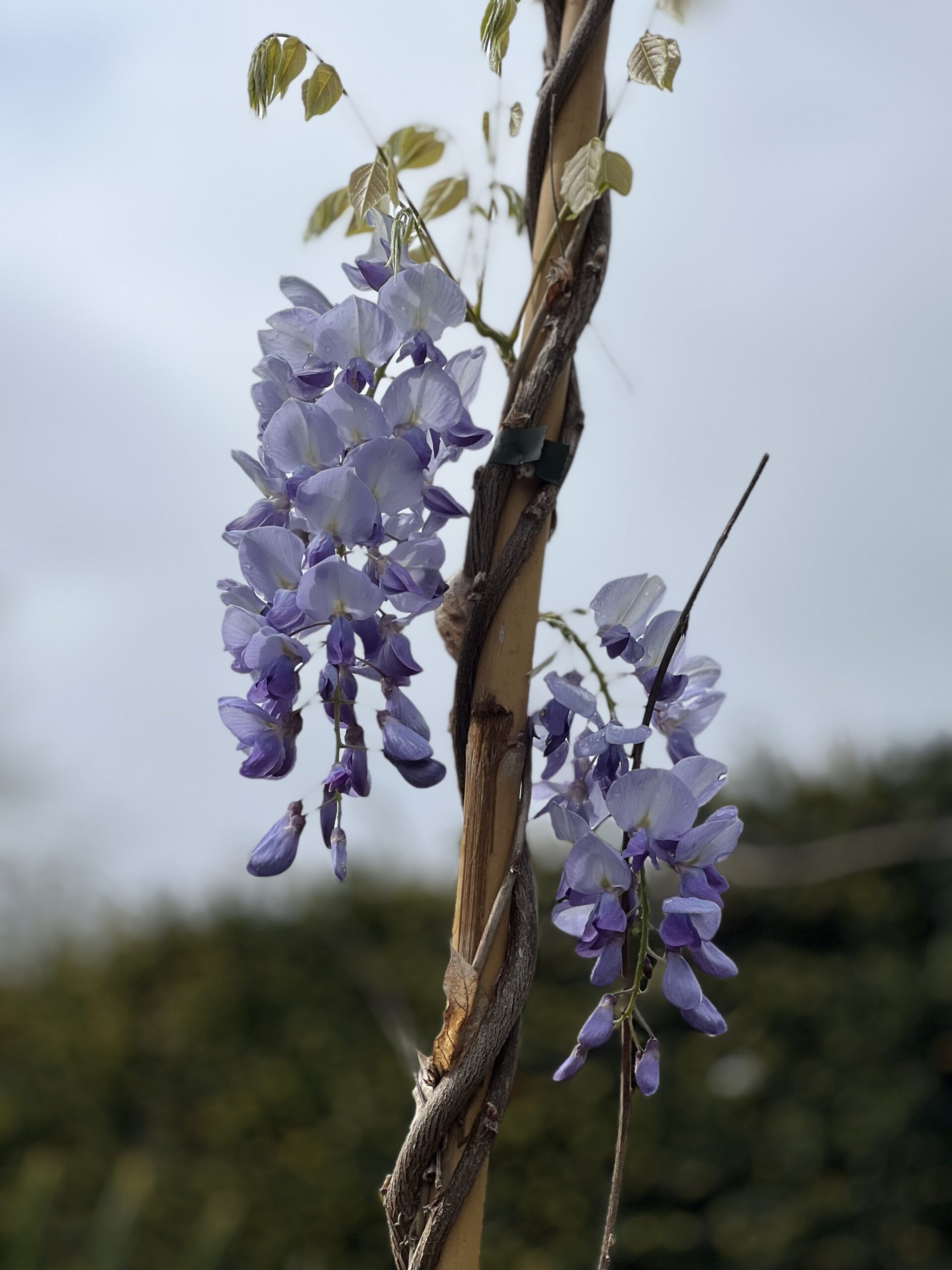 Wisteria sinensis Profilic 275cm