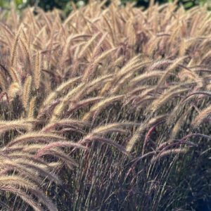 Pennisetum Setaceum Rubrum