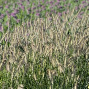 Pennisetum alopecuroides 'Hameln' - Lampepoetsersgras