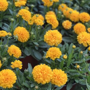 Coreopsis Solanna Golden Sphere - gele meisjesogen