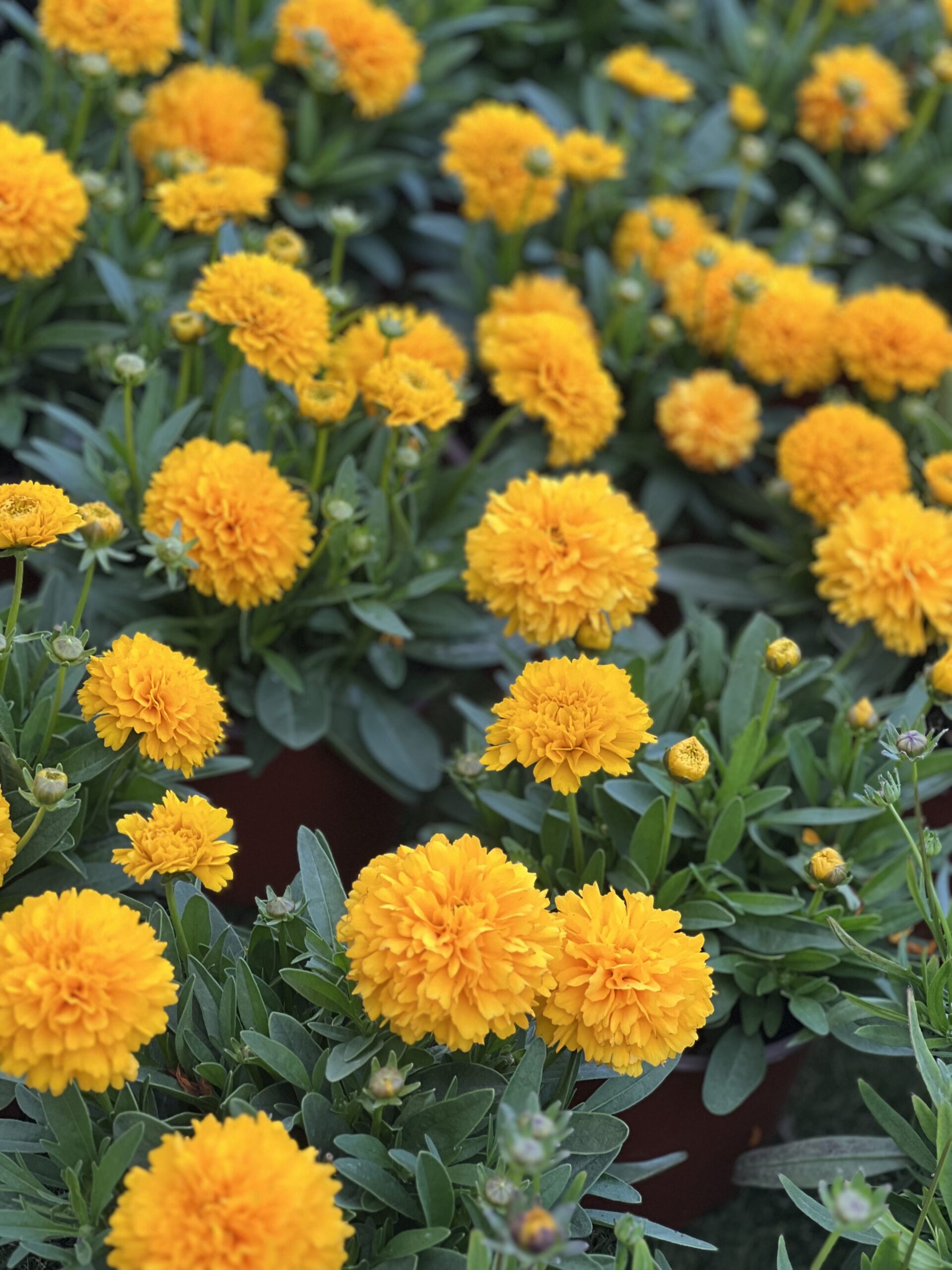 Coreopsis Solanna Golden Sphere - gele meisjesogen