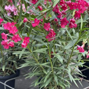 Nerium - Oleander 80/100 cm