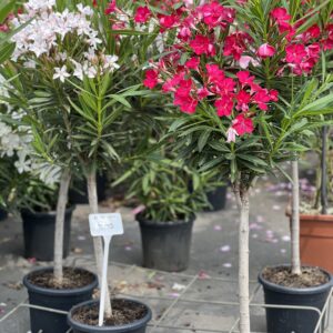 Nerium - Oleander op stam