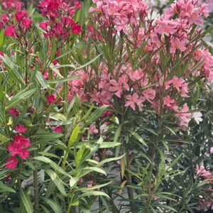 Nerium - Oleander 120cm
