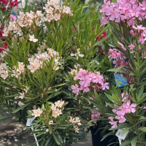 Nerium - Oleander 140cm