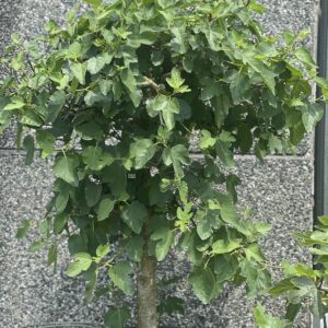Ficus Carica - Vijgenboom 130cm