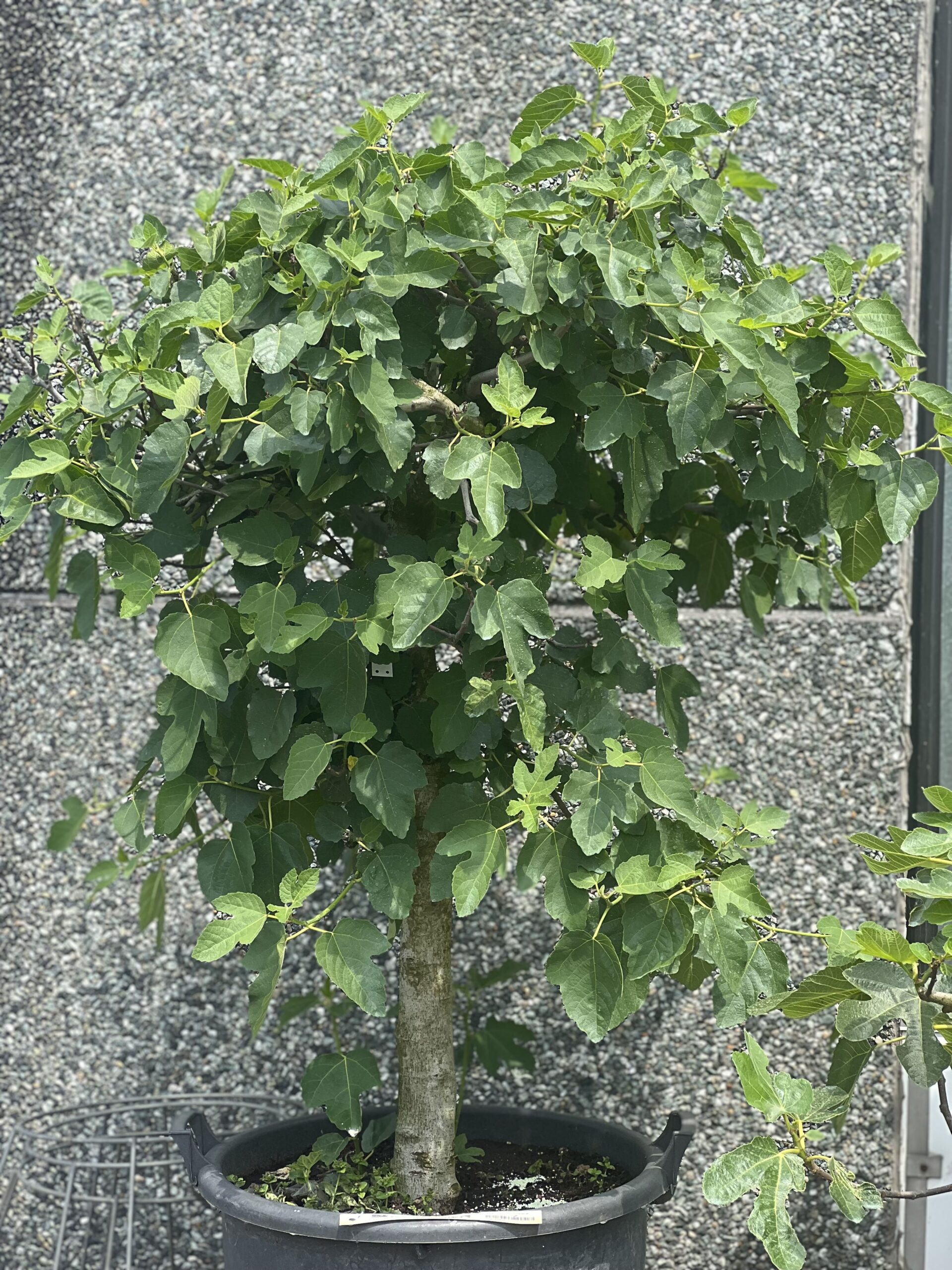 Ficus Carica - Vijgenboom 130cm