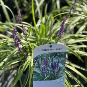 Liriope muscari - Graslelie
