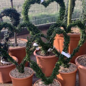 Lonicera nitida Hart 80cm