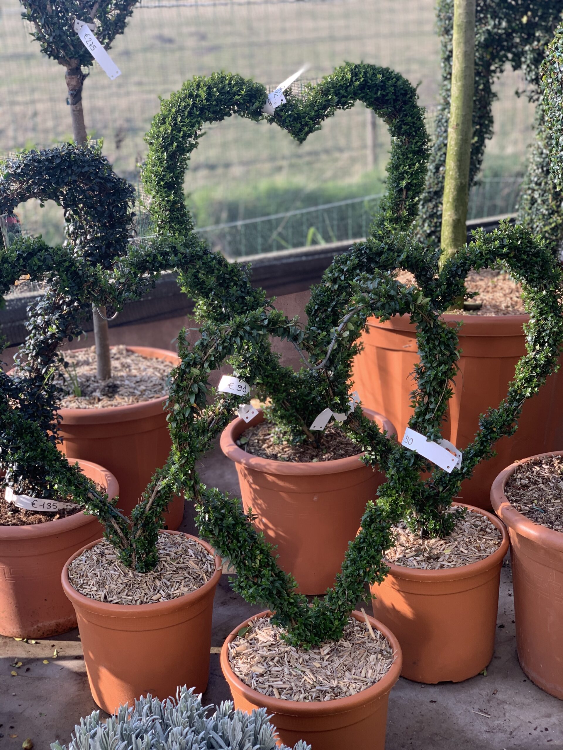 Lonicera nitida Hart 80cm