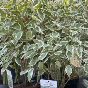 Cornus Alba Ivory Halo - witbonte kornoelje