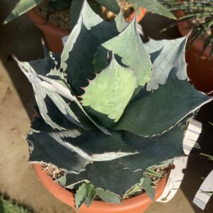 Agave Blue Brian