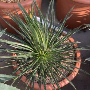 Agave Geminiflora