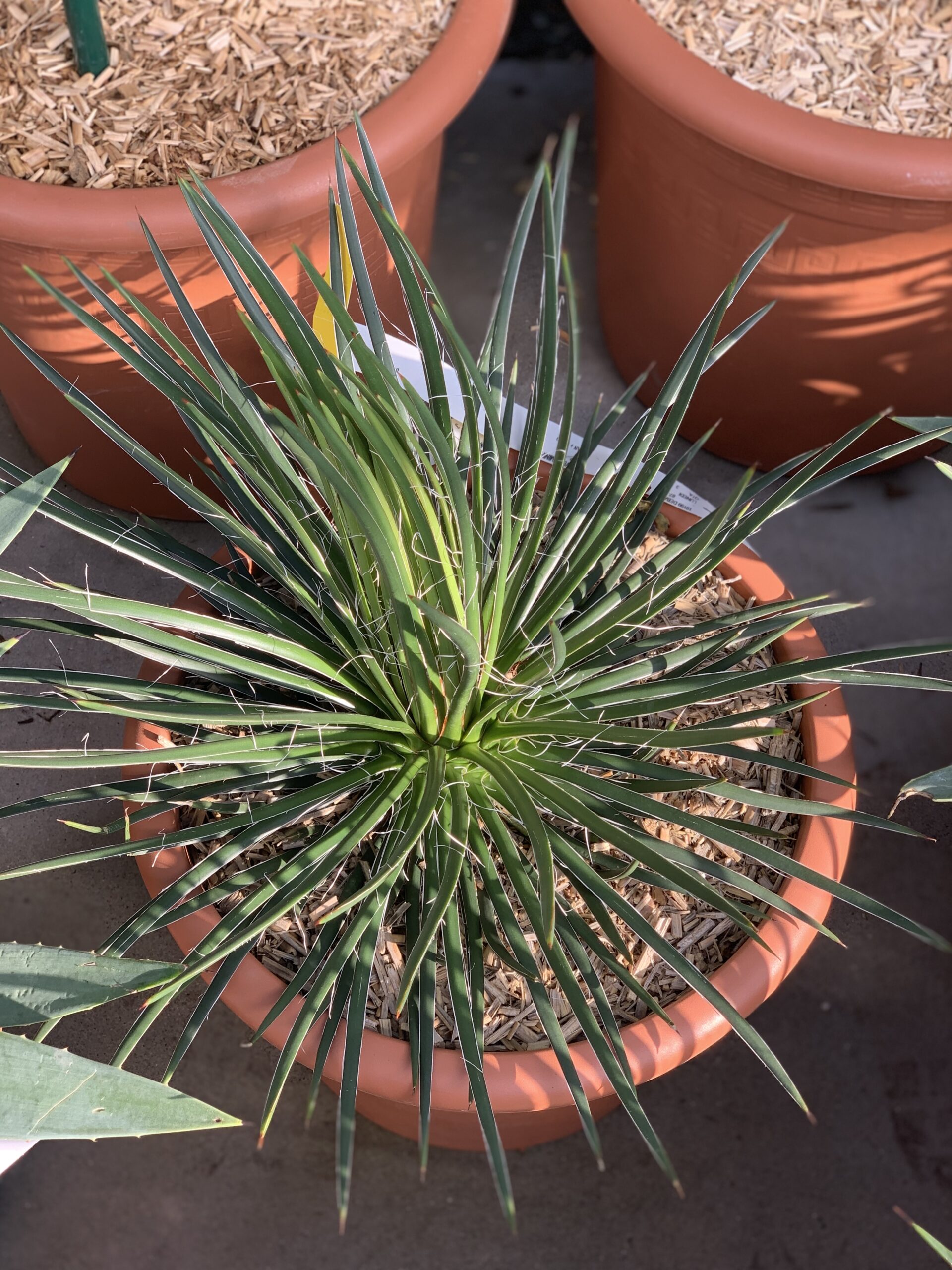 Agave Geminiflora