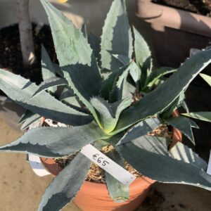 Agave Americana