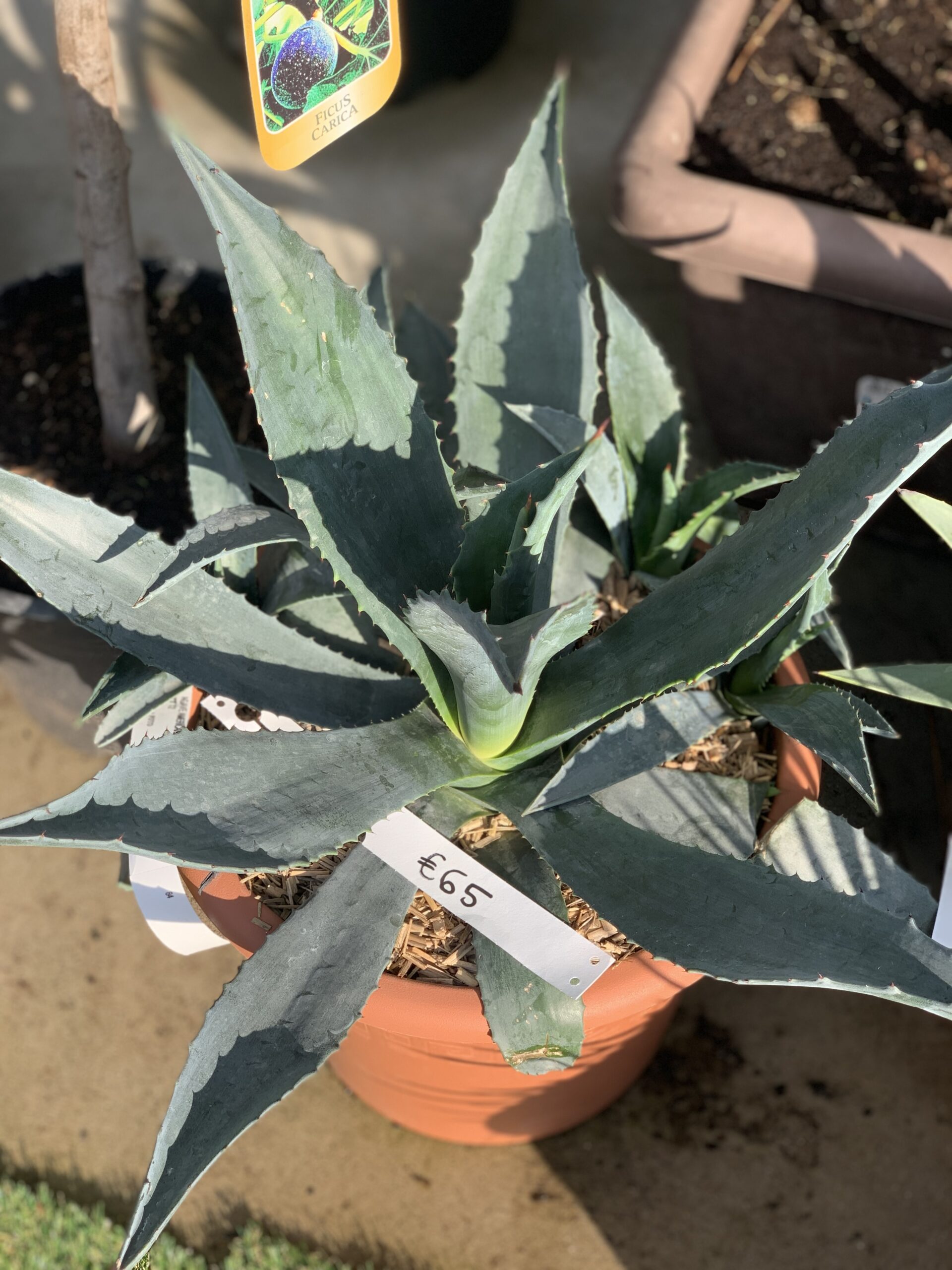 Agave Americana